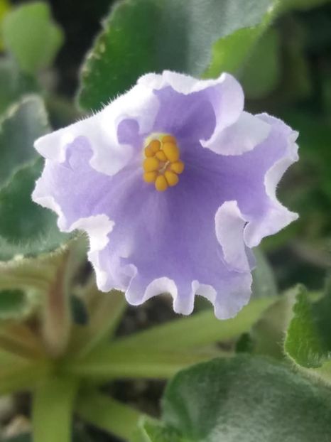 8 apr - OS Beliye Nochy