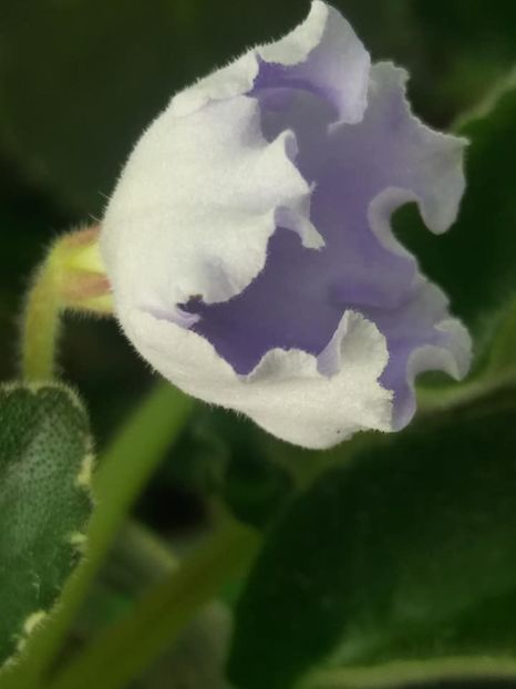 8 apr - OS Beliye Nochy