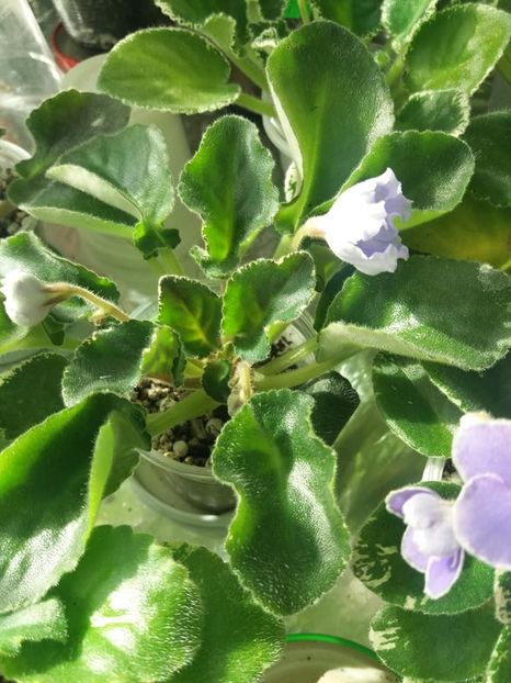 8 apr - OS Beliye Nochy