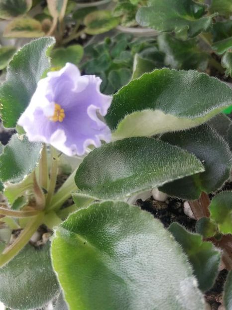 8 apr - OS Beliye Nochy