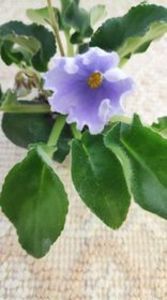 10 apr - OS Beliye Nochy