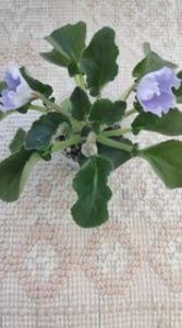 10 apr - OS Beliye Nochy