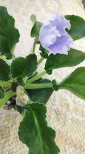 10 apr - OS Beliye Nochy