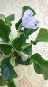 10 apr - OS Beliye Nochy