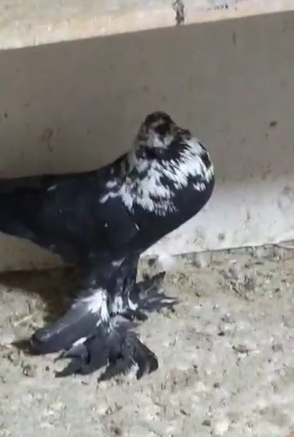 Screenshot_20210410-231032_Gallery - GUSATI POMERANIA