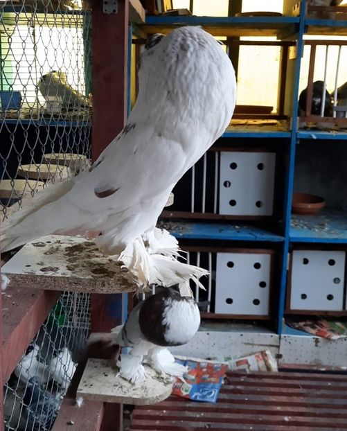 M - GUSATI POMERANIA