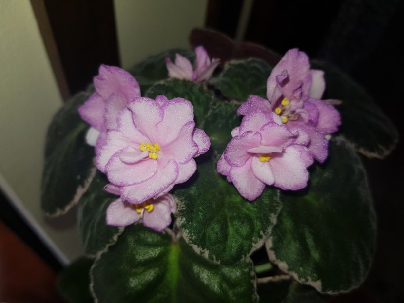 05.09.2021 - Buckeye Cranberry Sparkle