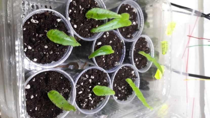 Mai greu, dar cresc! - STREPTOCARPUS