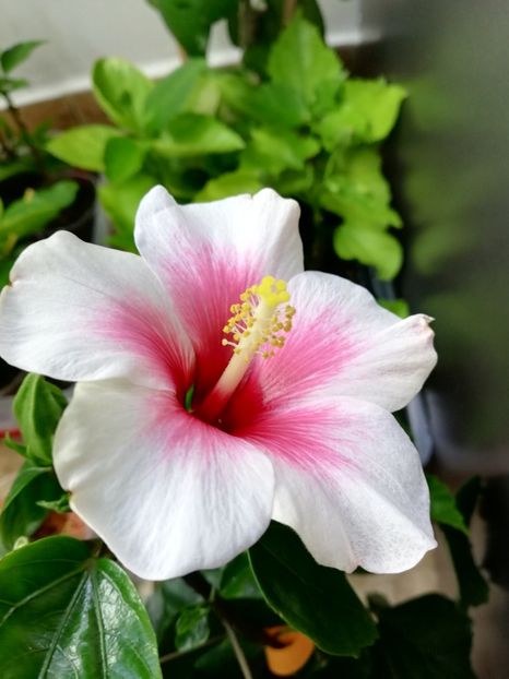  - Hibiscus Pink Dream