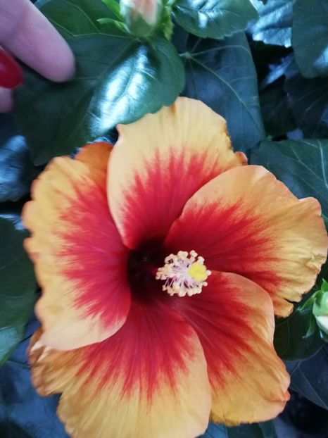  - Hibiscus No Id