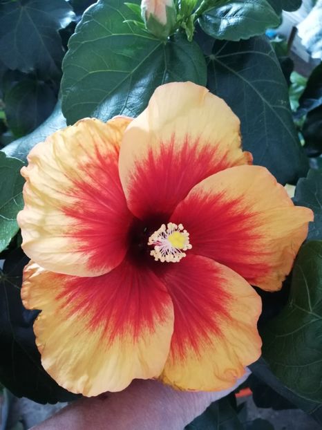  - Hibiscus No Id