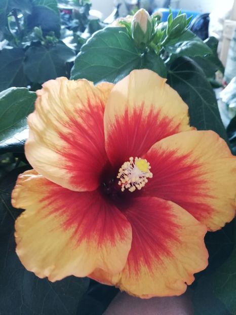  - Hibiscus No Id