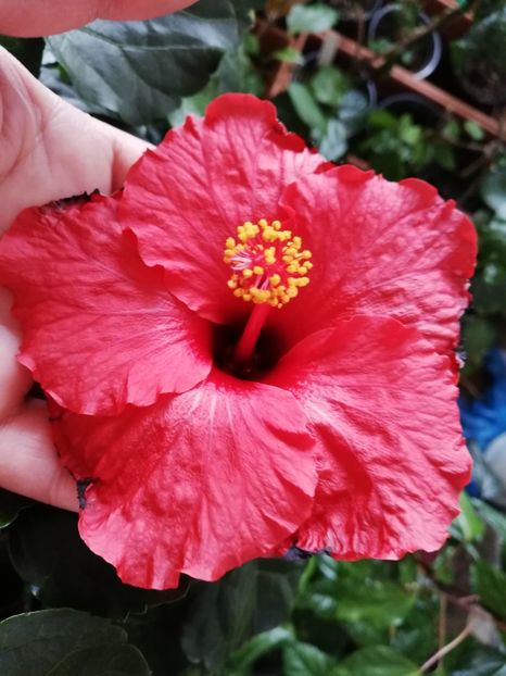  - Hibiscus Clasic Red