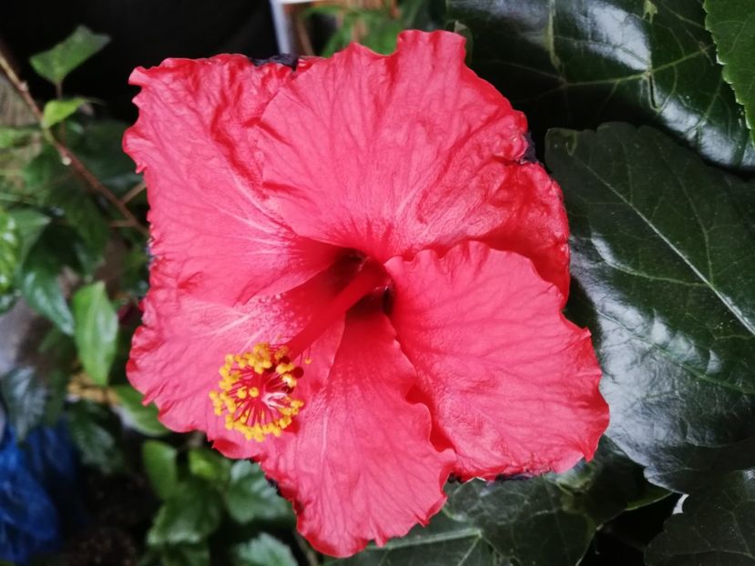  - Hibiscus Clasic Red