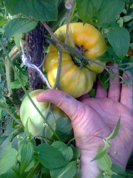 Fotografie0380 - Rosii