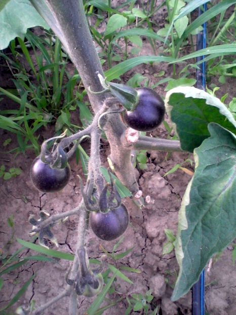 Fotografie-0034 - Rosii