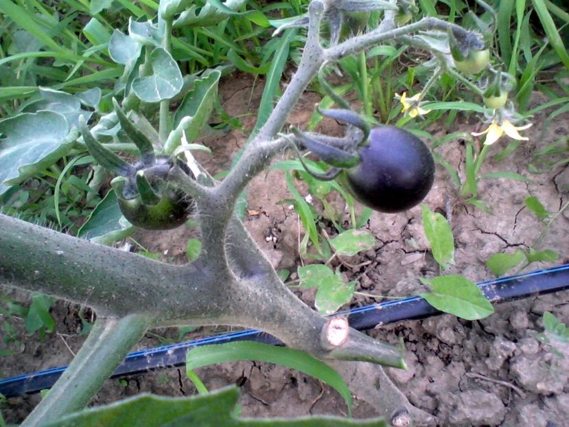 Fotografie-0035 - Rosii