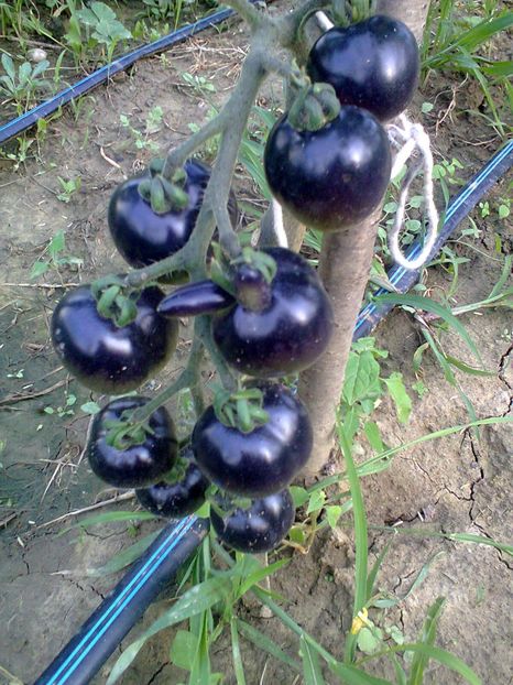 Fotografie0251 - Rosii