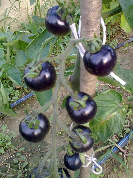 Fotografie0253 - Rosii