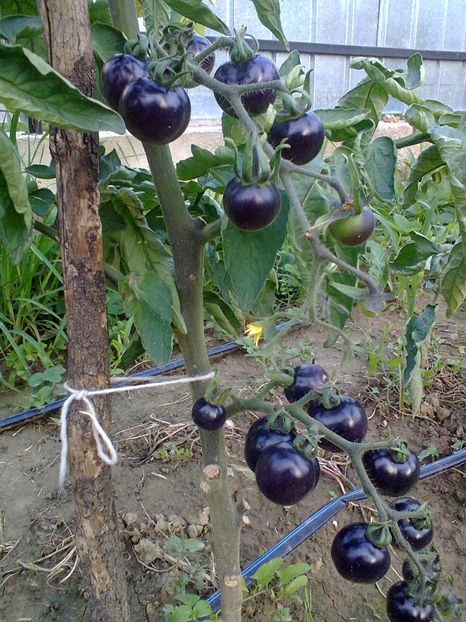 Fotografie0256 - Rosii