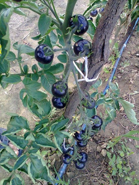 Fotografie0257 - Rosii