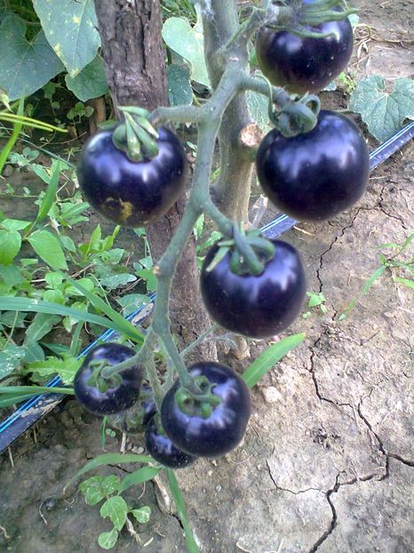 Fotografie0259 - Rosii