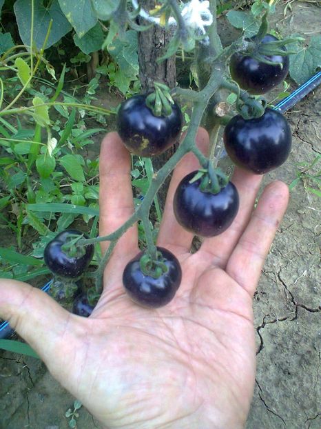 Fotografie0261 - Rosii