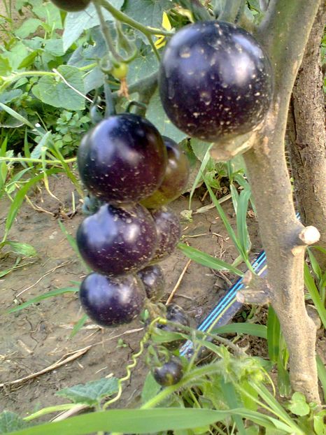 Fotografie0262 - Rosii