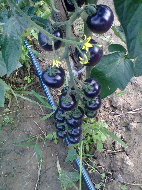 Fotografie0266 - Rosii