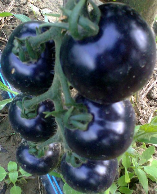 Fotografie0267 - Rosii