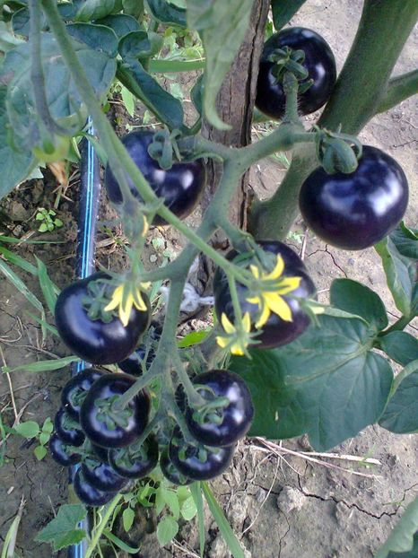 Fotografie0268 - Rosii