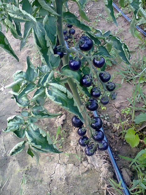 Fotografie0269 - Rosii