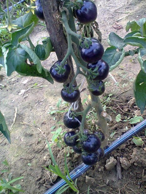 Fotografie0271 - Rosii