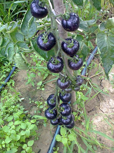 Fotografie0279 - Rosii