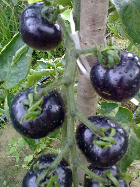 Fotografie0280 - Rosii