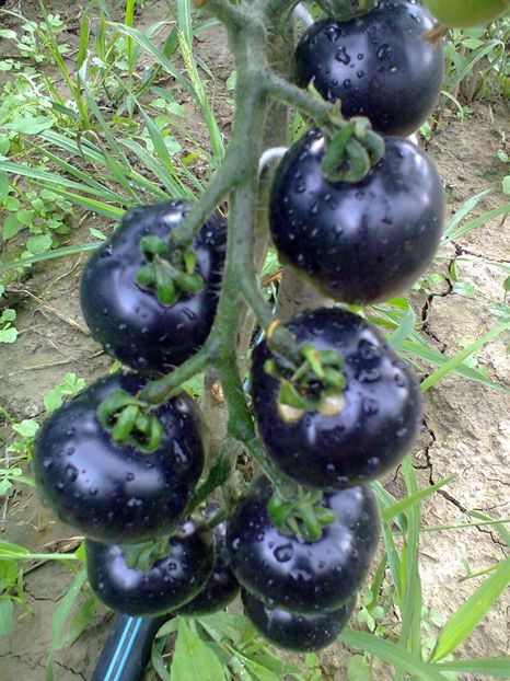 Fotografie0281 - Rosii