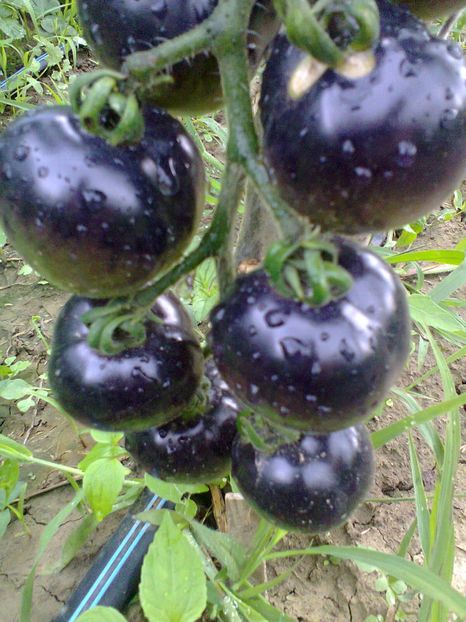 Fotografie0282 - Rosii