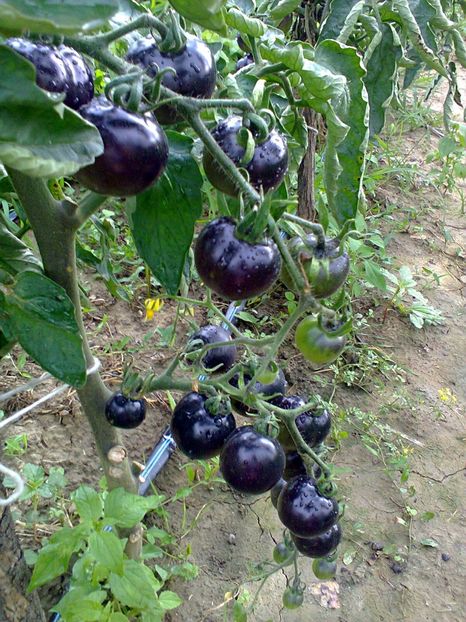 Fotografie0283 - Rosii