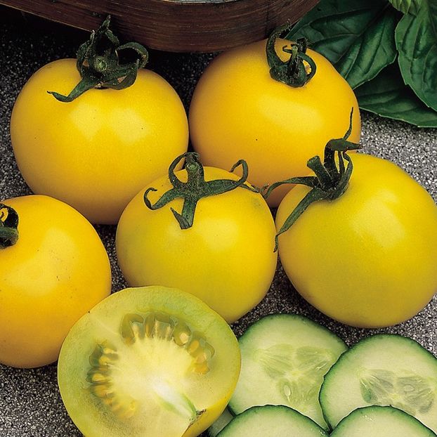 rosii galbene  Tomato Golden Sunrise Seeds - Rosii