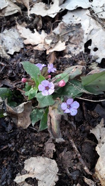 Mierea ursului sau Plamanarica - 1 Gradina mea