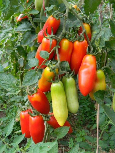 dscn7714-e1345921073697 - Rosii