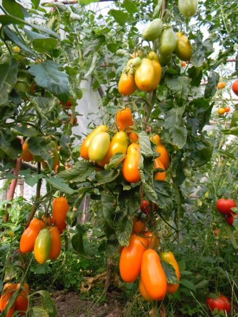 dscn7739-e1345921317598 - Rosii