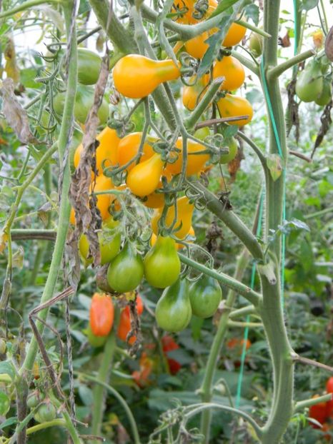 dscn8853-e1327833499575 - Rosii