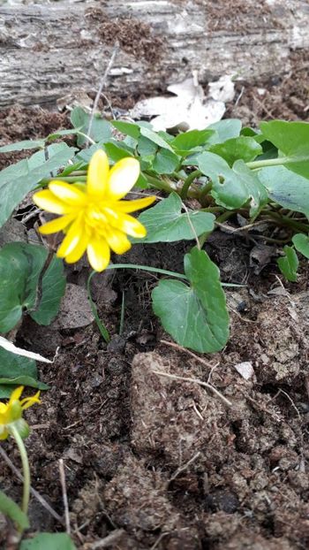 Untisor, Grausor sau Floarea broastei - 1 Gradina mea