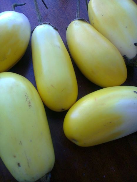 Fotografie0974 - Vinete