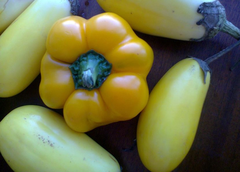 Fotografie0975 - Vinete