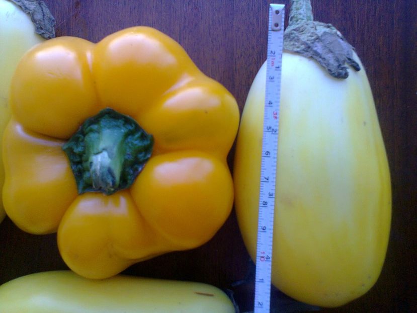 Fotografie0978 - Vinete