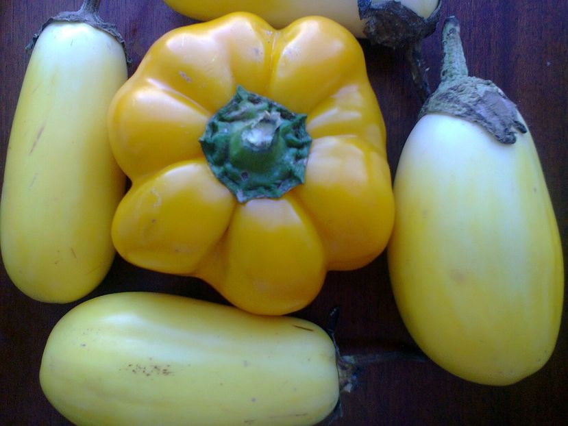 Fotografie0979 - Vinete