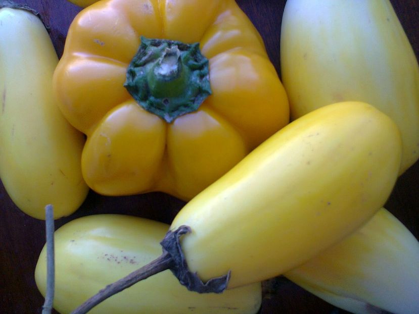 Fotografie0981 - Vinete