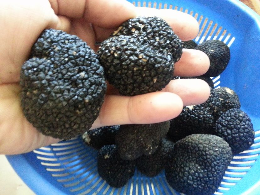  - Trufe negre